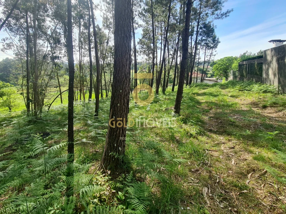 Terreno Agricola ou Rústico para Venda em Canedo, Vale e Vila Maior Foto 9