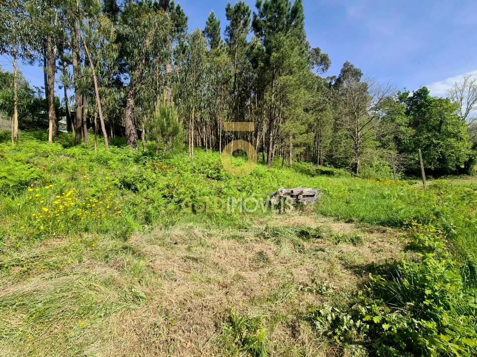 Terreno Agricola ou Rústico para Venda em Canedo, Vale e Vila Maior Foto 6