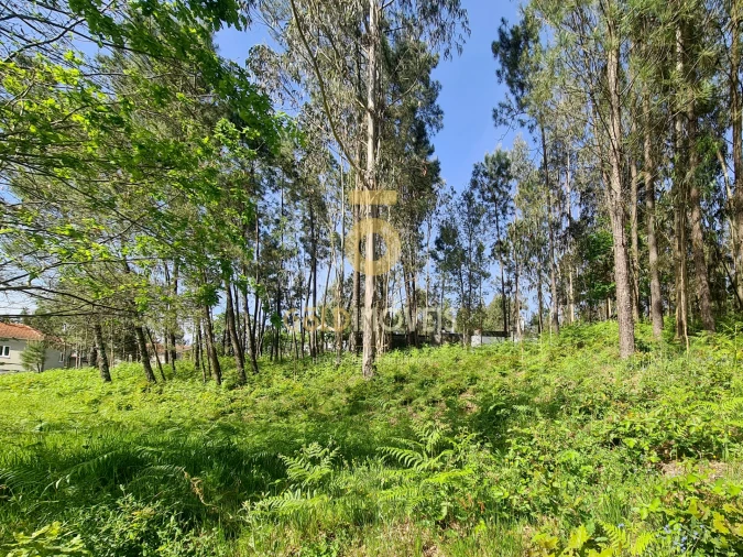 Terreno Agricola ou Rústico para Venda em Canedo, Vale e Vila Maior Foto 5