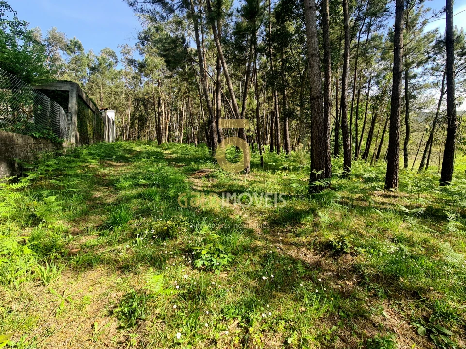 Terreno Agricola ou Rústico para Venda em Canedo, Vale e Vila Maior Foto 8