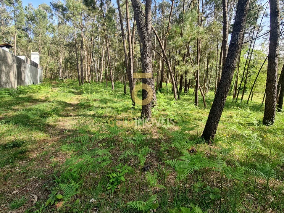 Terreno Agricola ou Rústico para Venda em Canedo, Vale e Vila Maior Foto 11