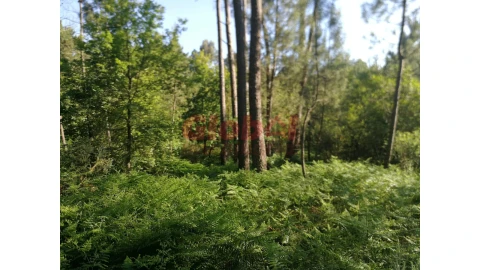 Terreno Agricola ou Rústico para Venda em Santos Evos