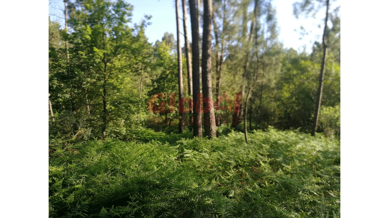 Terreno Agricola ou Rústico para Venda em Santos Evos Foto 2