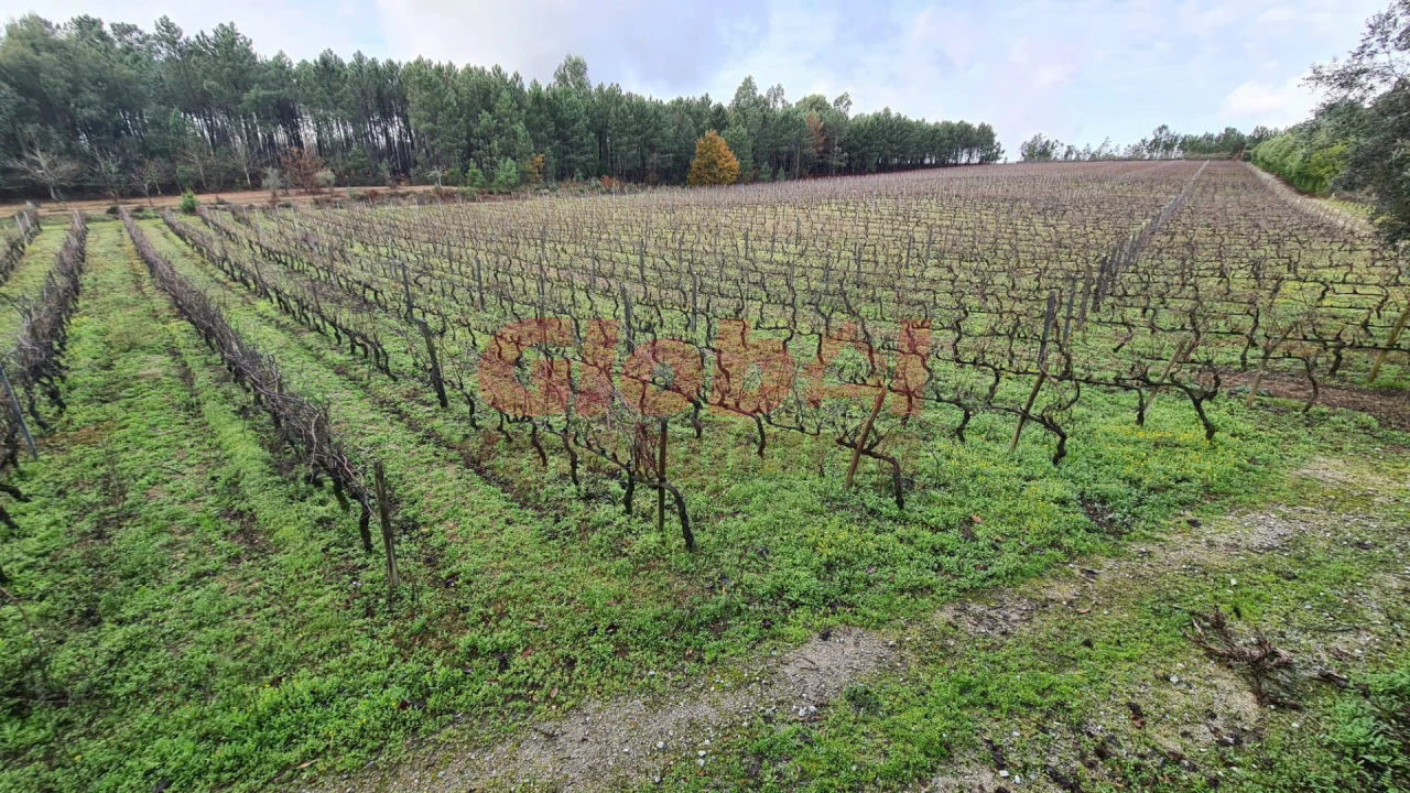 Quinta T3 para Venda em Alcafache Foto 19