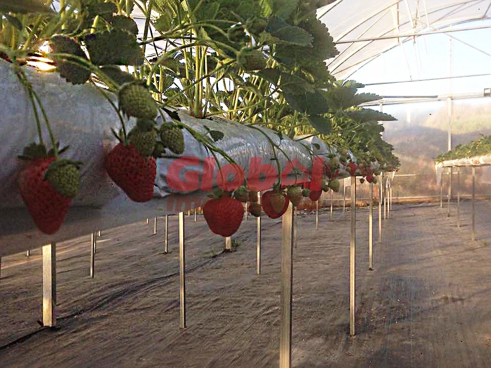 Quinta T0 para Venda em Quintela de Azurara Foto 5