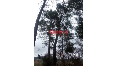 Terreno Agricola ou Rústico para Venda em Couto de Baixo e Couto de Cima