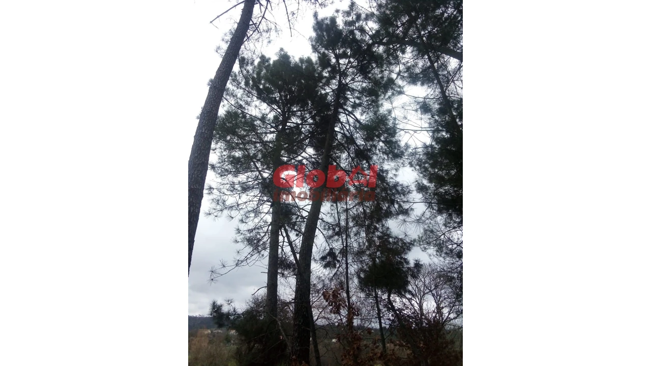 Terreno Agricola ou Rústico para Venda em Couto de Baixo e Couto de Cima Foto 3