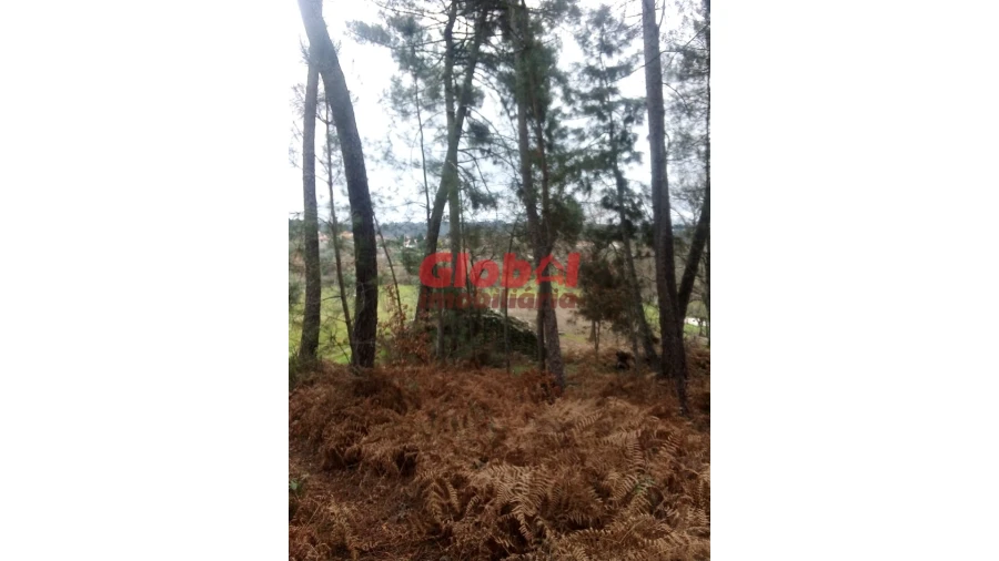 Terreno Agricola ou Rústico para Venda em Couto de Baixo e Couto de Cima Foto 7