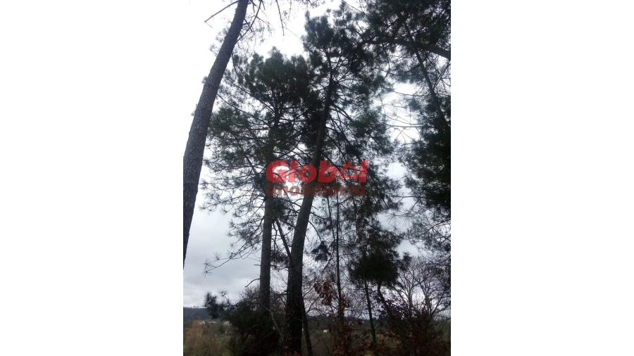 Terreno Agricola ou Rústico para Venda em Couto de Baixo e Couto de Cima Foto 3