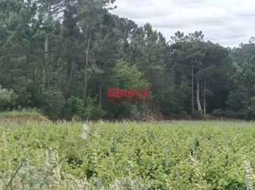 Terreno Agricola ou Rústico para Venda em Silgueiros