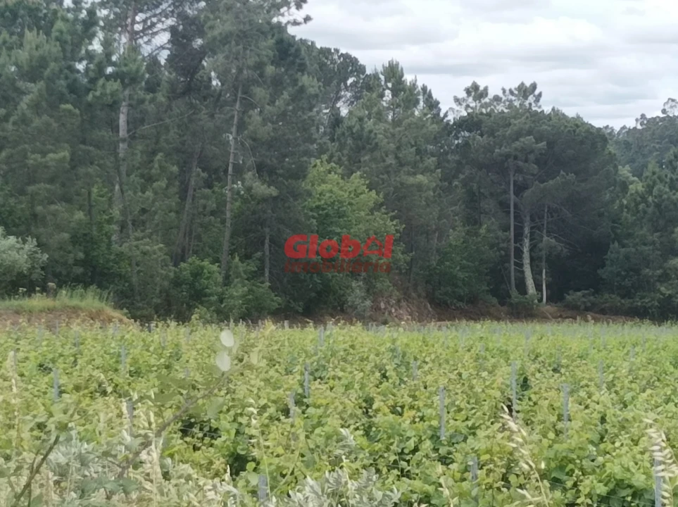 Terreno Agricola ou Rústico para Venda em Silgueiros Foto 1