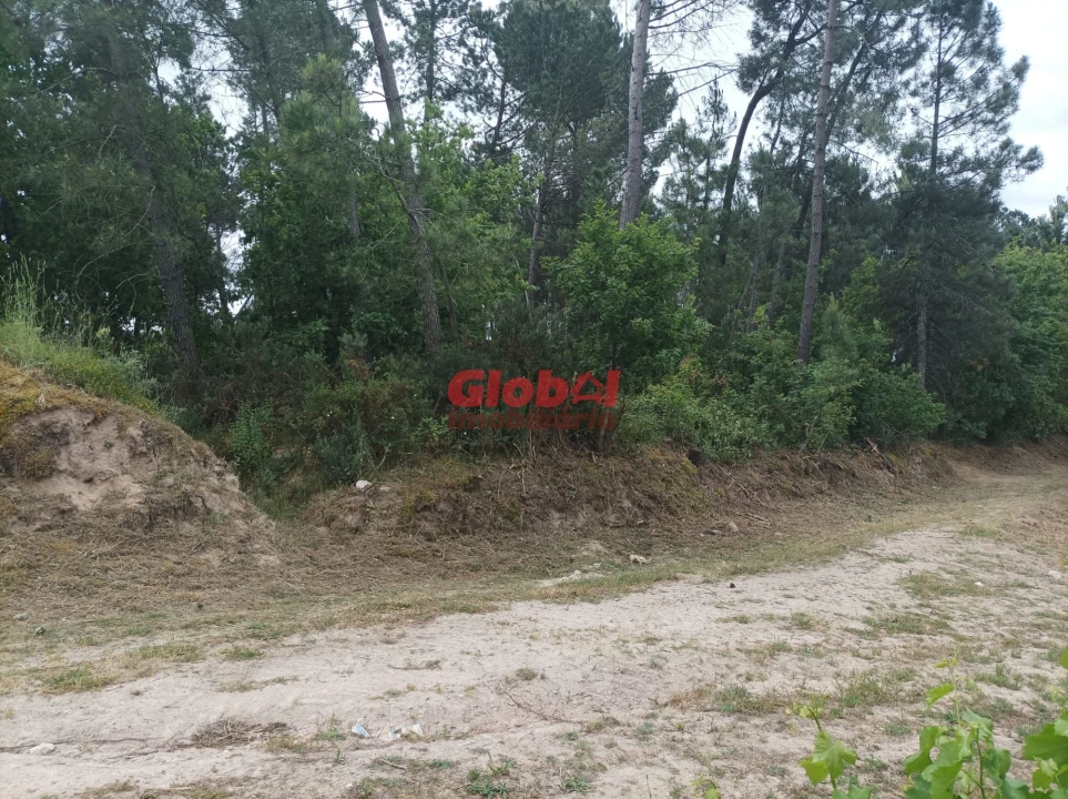 Terreno Agricola ou Rústico para Venda em Silgueiros Foto 2