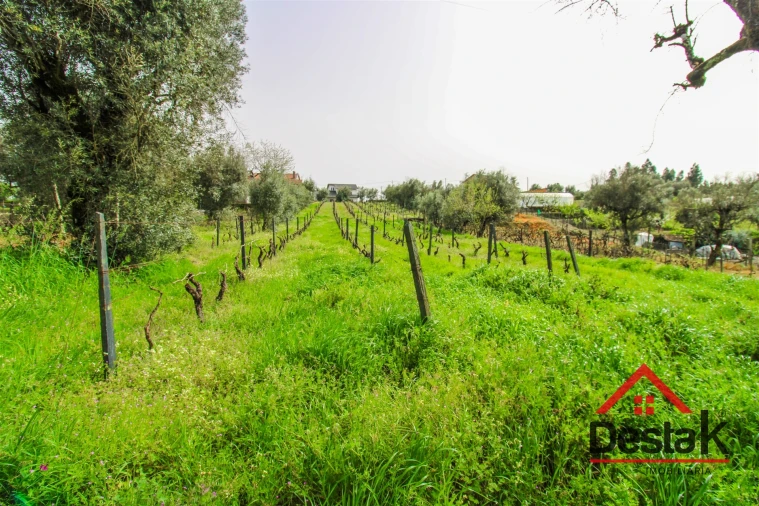 Terreno Agricola ou Rústico para Venda em Silgueiros Foto 10