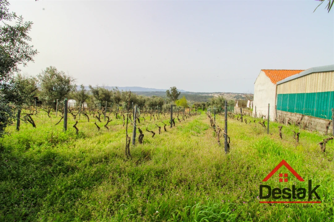 Terreno Agricola ou Rústico para Venda em Silgueiros Foto 4