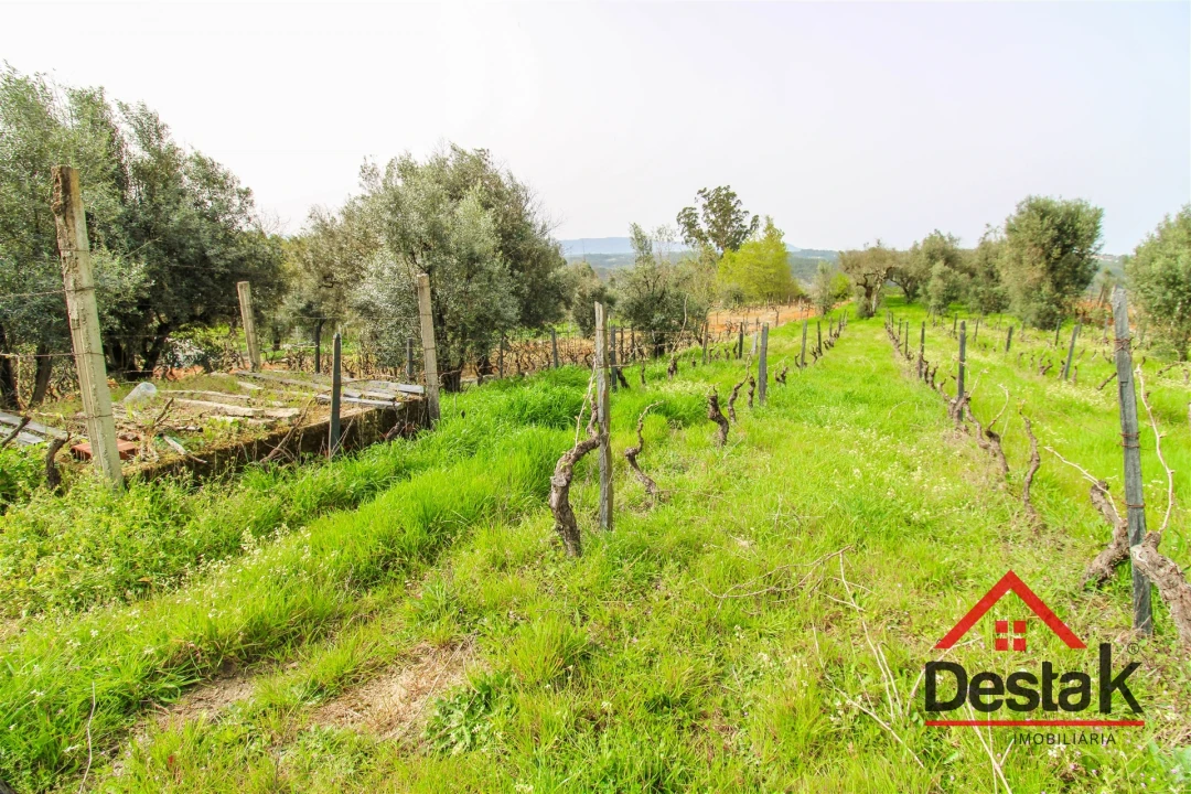 Terreno Agricola ou Rústico para Venda em Silgueiros Foto 6