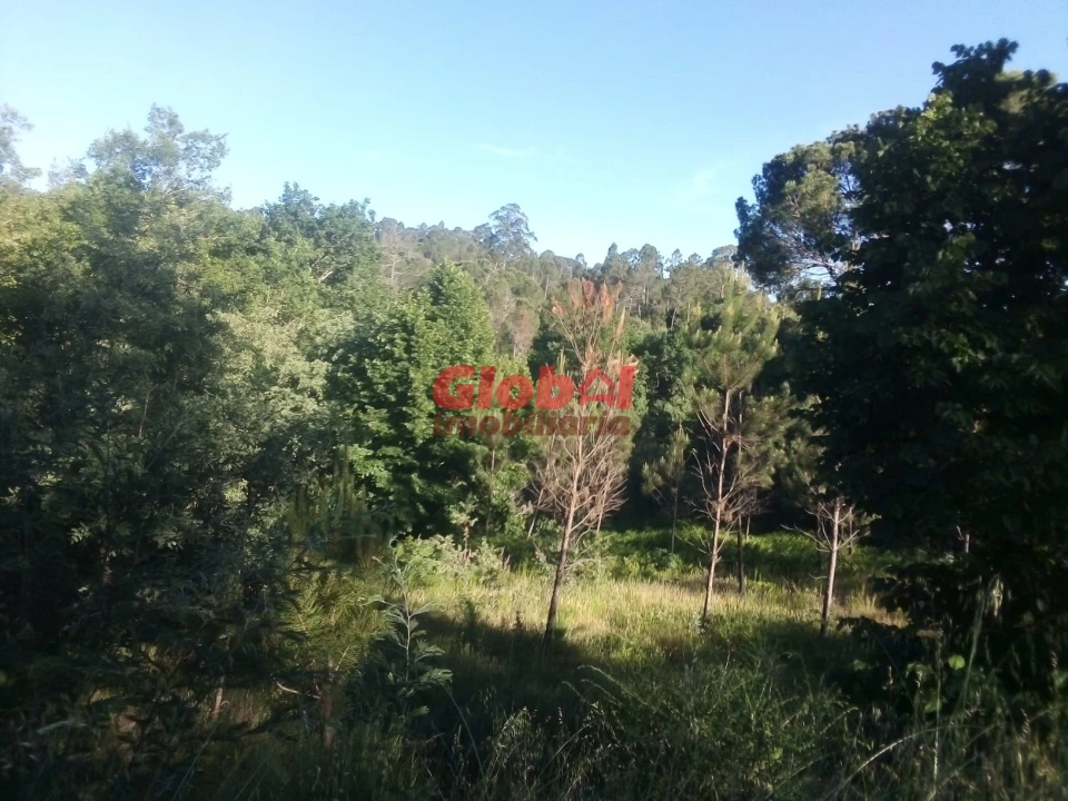 Terreno Agricola ou Rústico para Venda em São Cipriano e Vil de Souto Foto 2