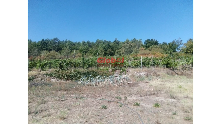 Quinta T0 para Venda em São Pedro de France Foto 5