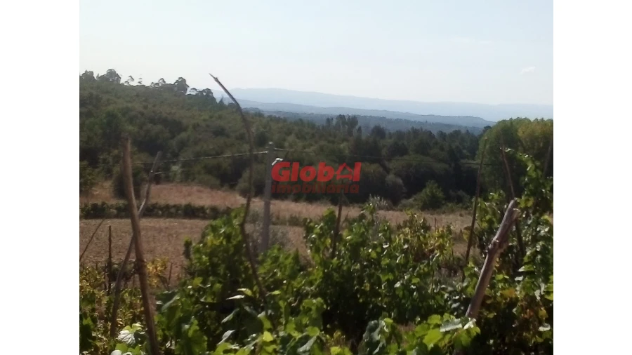 Quinta T0 para Venda em São Pedro de France Foto 2