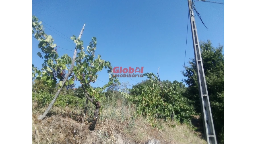 Quinta T0 para Venda em São Pedro de France Foto 3