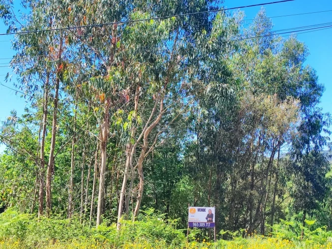 Terreno para Venda em Vilela Foto 8