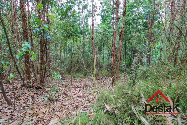 Terreno Agricola ou Rústico para Venda em São Miguel do Mato Foto 4
