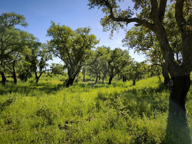 Terreno Agricola ou Rústico para Venda em São Francisco da Serra Foto 5