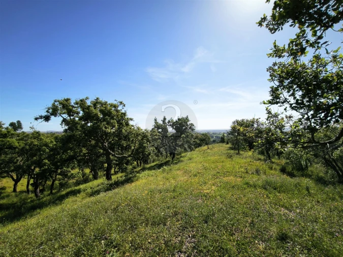 Terreno Agricola ou Rústico para Venda em São Francisco da Serra Foto 11