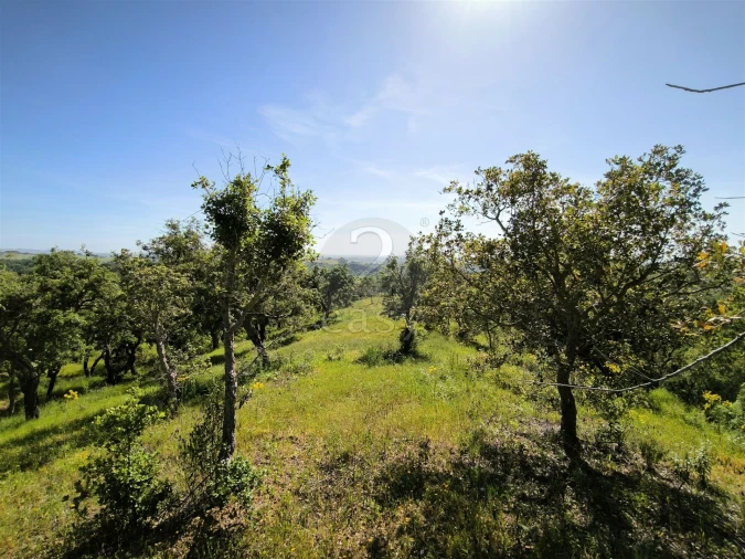 Terreno Agricola ou Rústico para Venda em São Francisco da Serra Foto 7