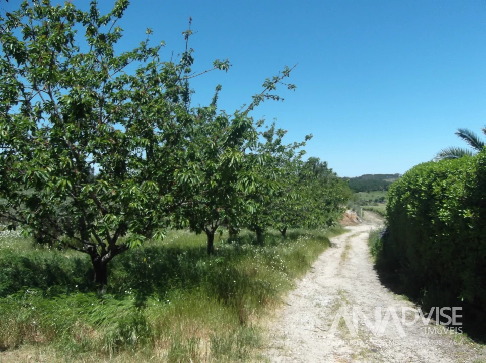 Quinta T6 para Venda em Fornos de Maceira Dão Foto 11