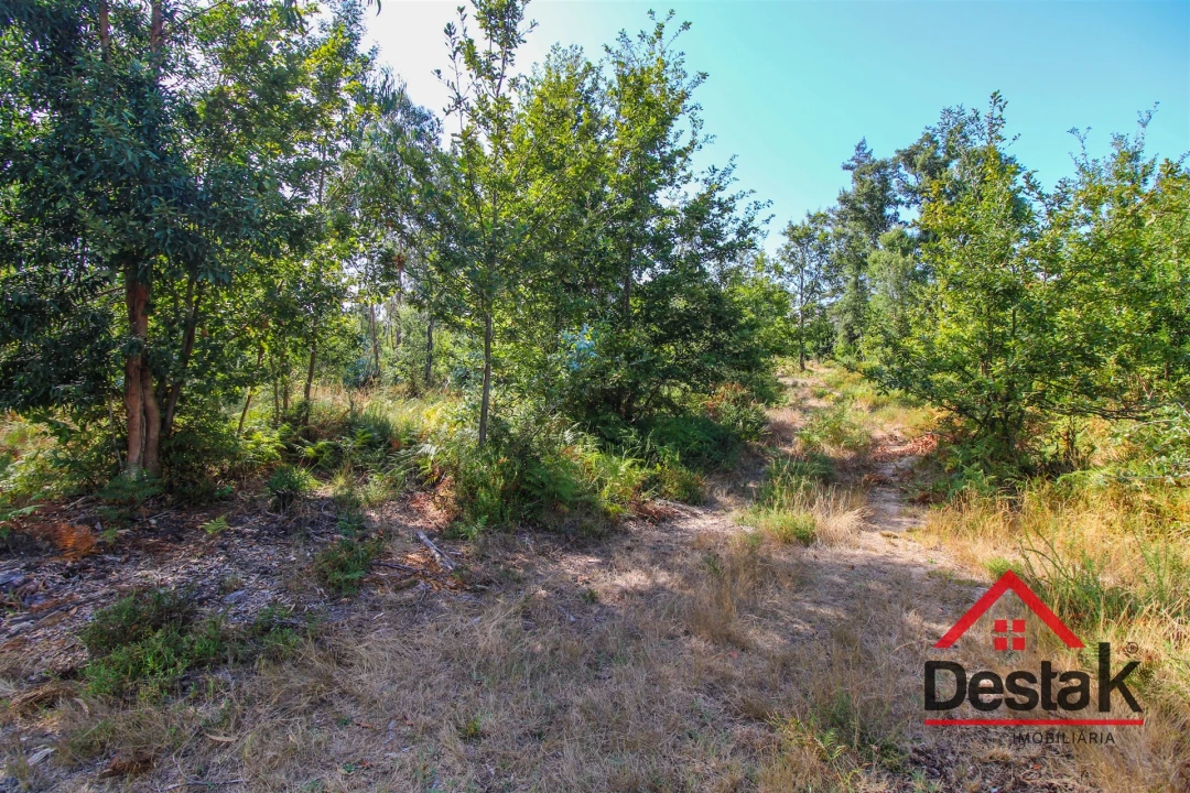 Terreno para Venda em Serrazes Foto 6