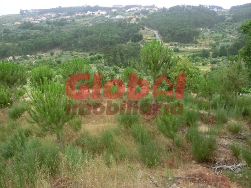 Quinta T0 para Venda em Fornos de Maceira Dão Foto 5