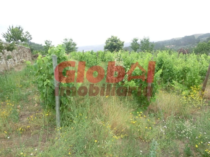 Quinta T0 para Venda em Fornos de Maceira Dão Foto 4