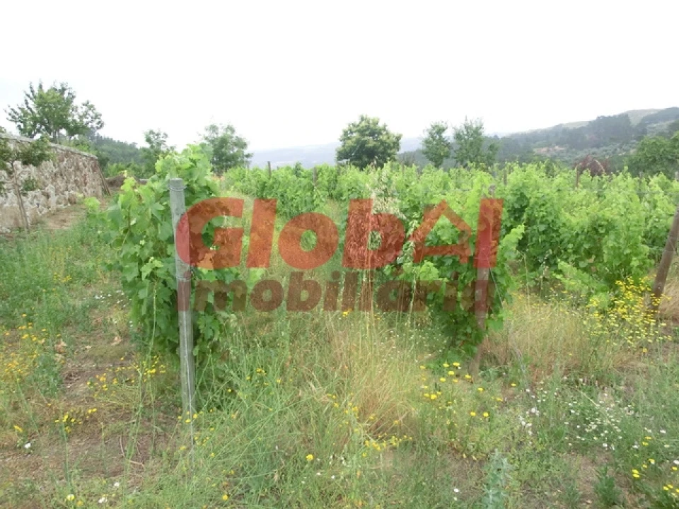 Quinta T0 para Venda em Fornos de Maceira Dão Foto 4