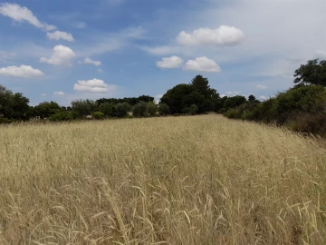 Terreno Agricola ou Rústico para Venda em Alcains