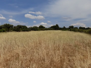 Terreno Agricola ou Rústico para Venda em Alcains