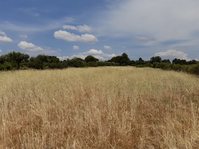 Terreno Agricola ou Rústico para Venda em Alcains Foto 9