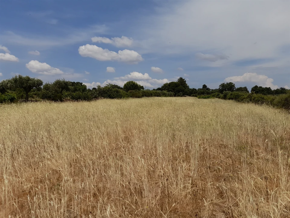 Terreno Agricola ou Rústico para Venda em Alcains Foto 9