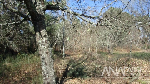 Terreno para Venda em Barreiros e Cepões