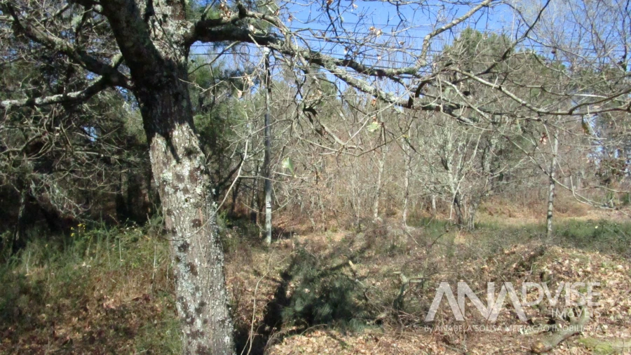Terreno para Venda em Barreiros e Cepões Foto 4