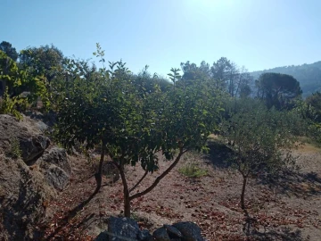 Quinta T0 para Venda em Povolide