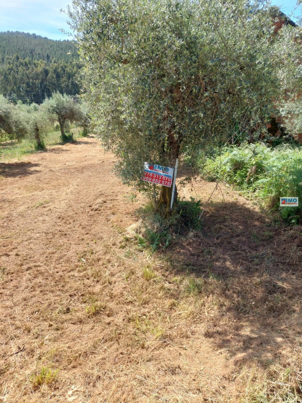 Terreno Agricola ou Rústico para Venda em Paul Foto 2