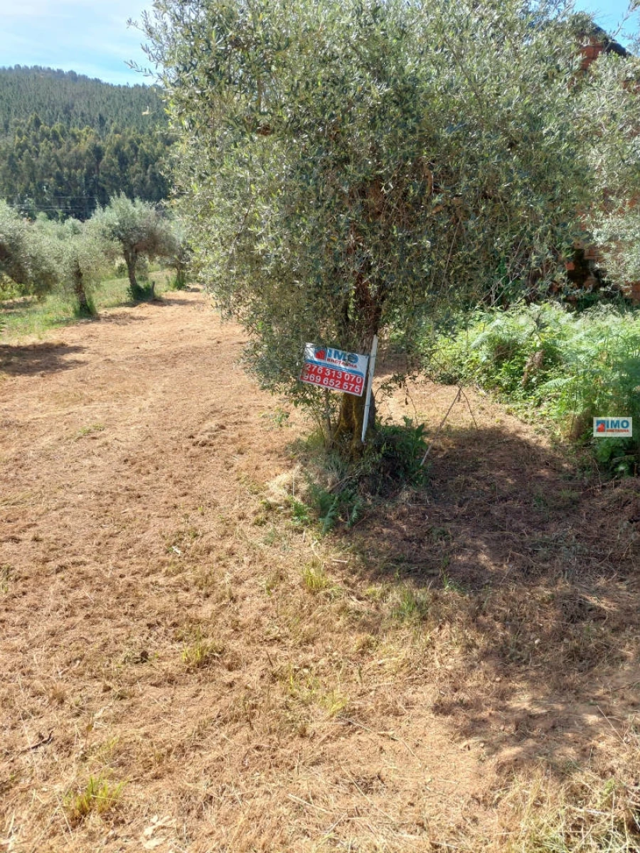 Terreno Agricola ou Rústico para Venda em Paul Foto 2