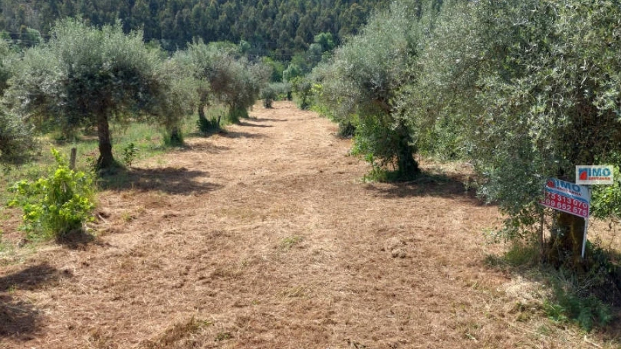 Terreno Agricola ou Rústico para Venda em Paul