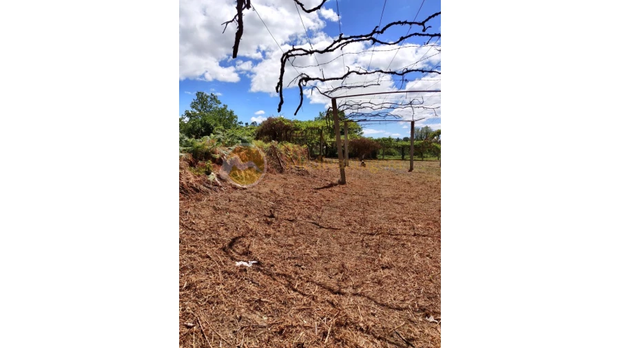 Terreno para Venda em Freiriz Foto 3