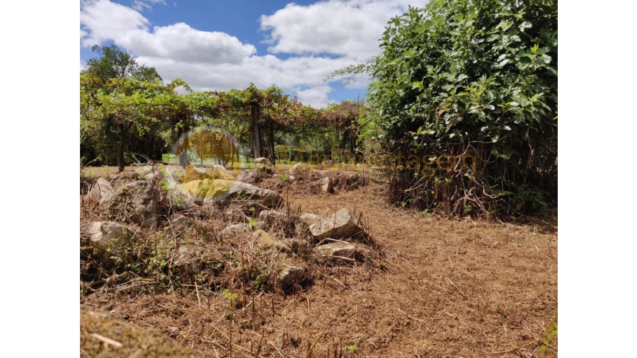 Terreno para Venda em Freiriz Foto 5