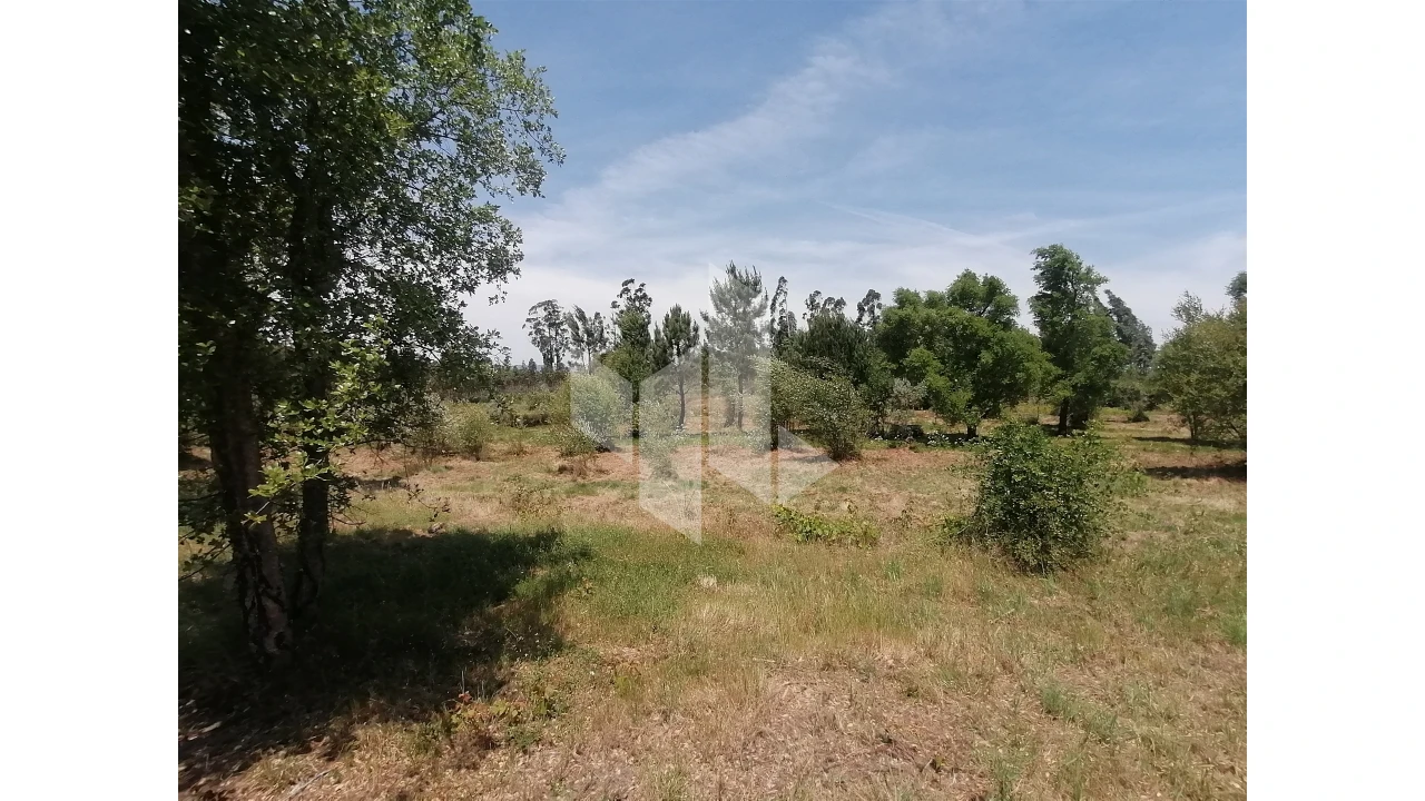 Terreno Agricola ou Rústico para Venda em Lobão da Beira Foto 5