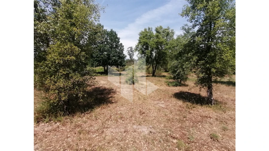 Terreno Agricola ou Rústico para Venda em Lobão da Beira Foto 4
