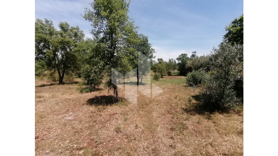 Terreno Agricola ou Rústico para Venda em Lobão da Beira Foto 3