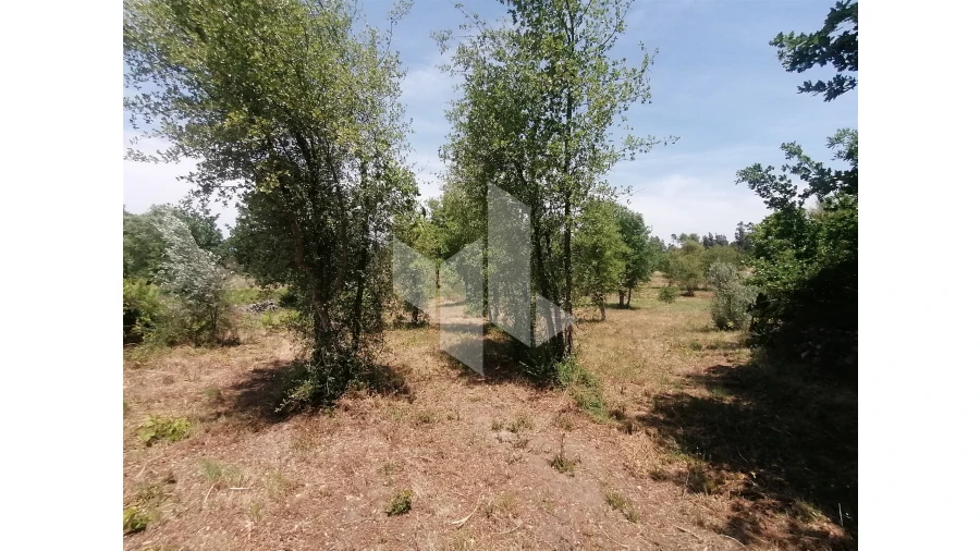 Terreno Agricola ou Rústico para Venda em Lobão da Beira Foto 2