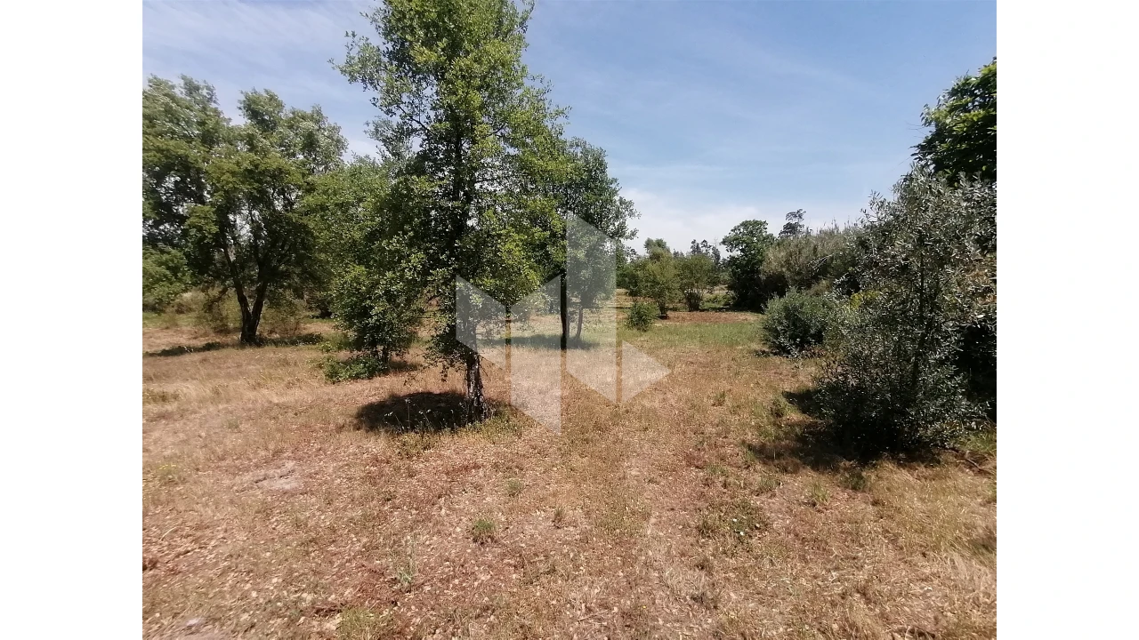 Terreno Agricola ou Rústico para Venda em Lobão da Beira Foto 3